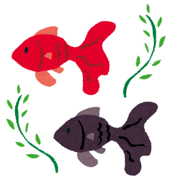 金魚 イラスト 和風詳細 10位