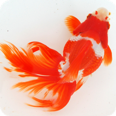 金魚 画像 - KibrisPDR