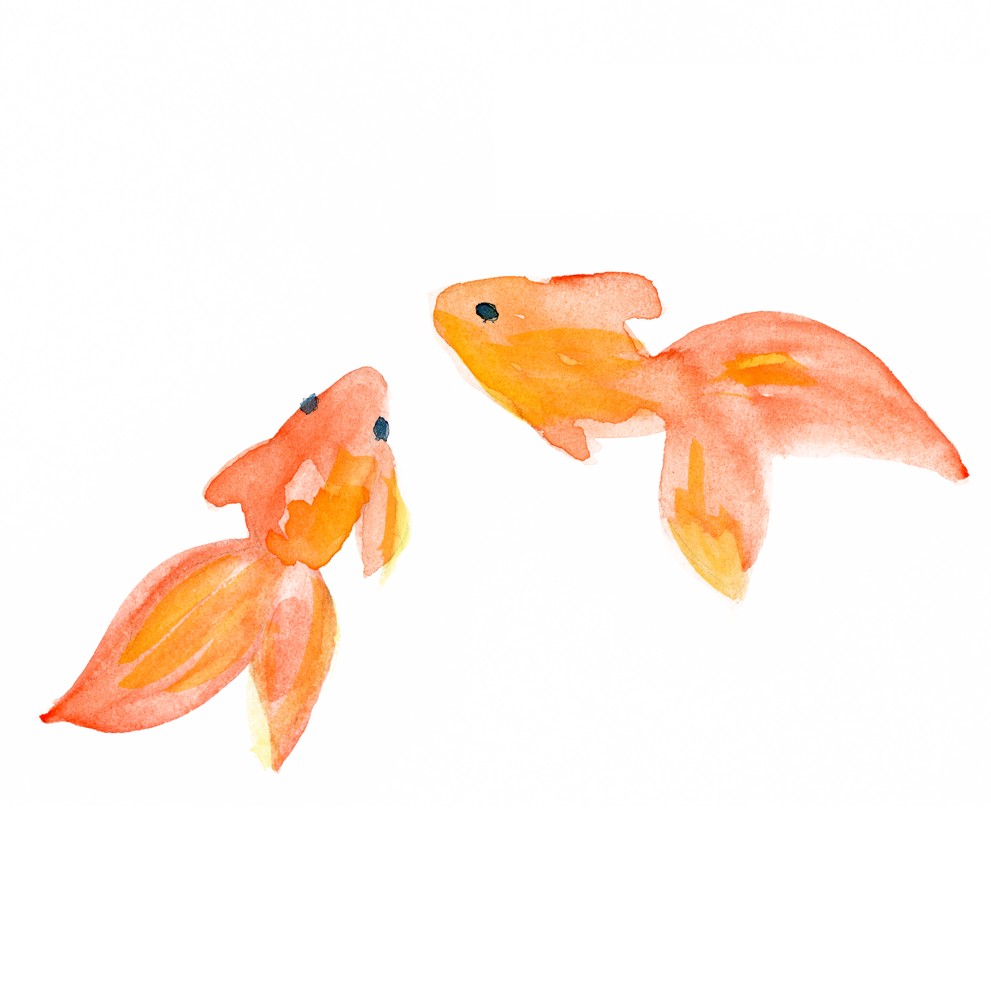 金魚 画像詳細 2位