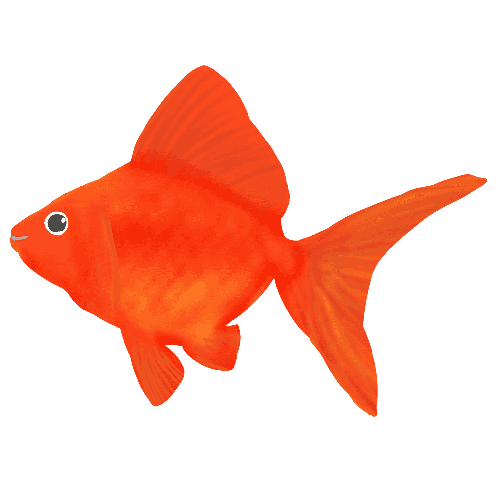 金魚 画像詳細 8位