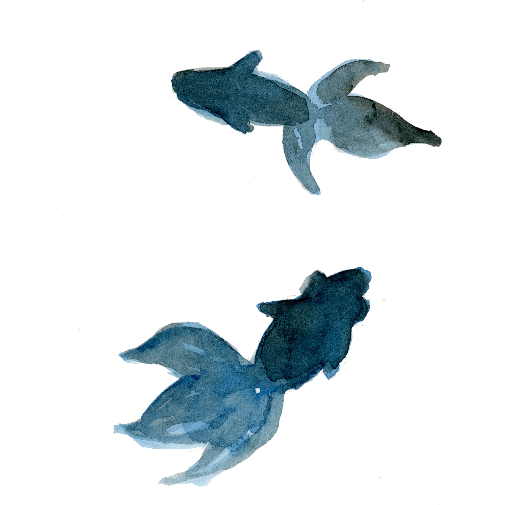 金魚 画像詳細 10位