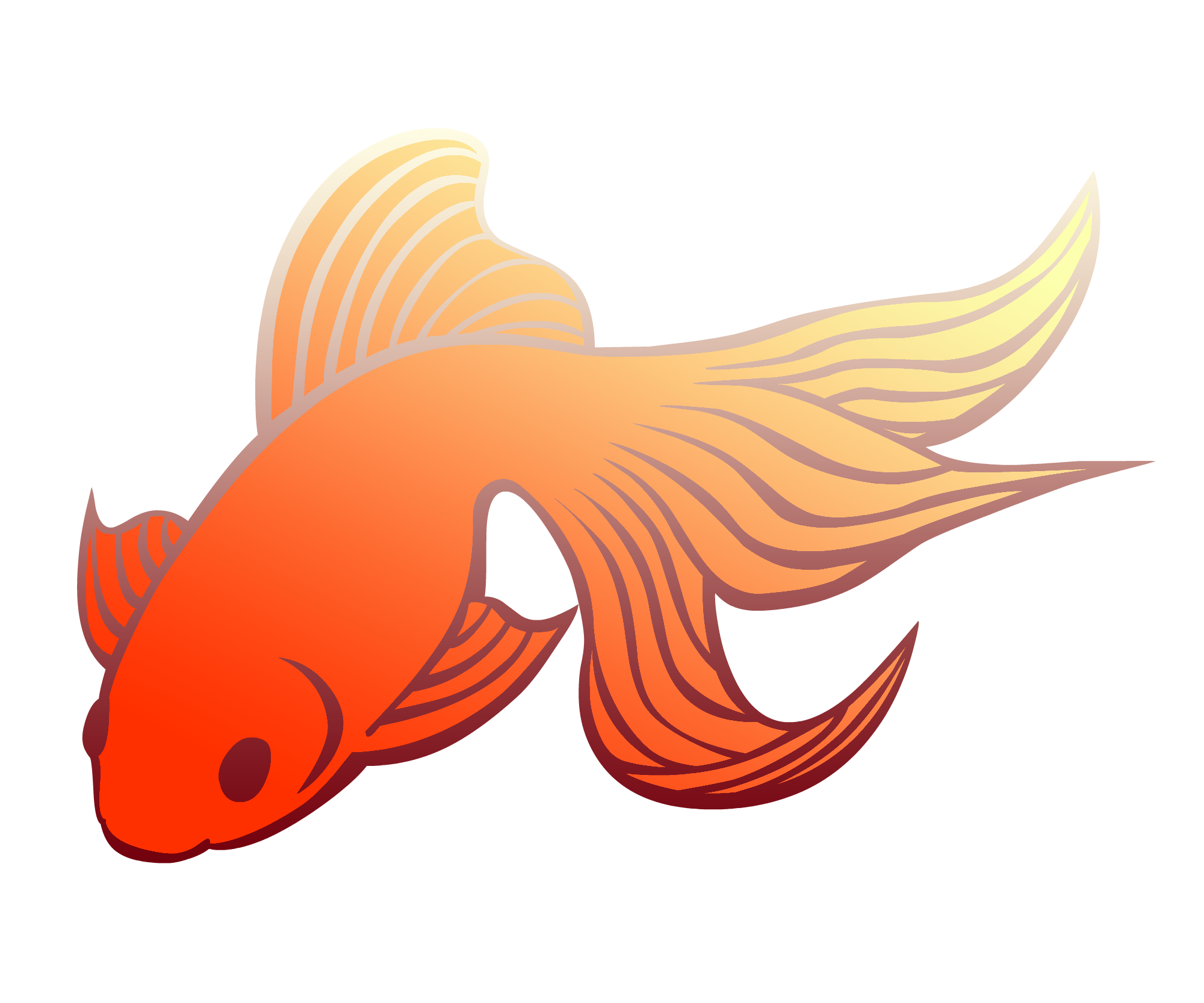金魚 画像詳細 3位