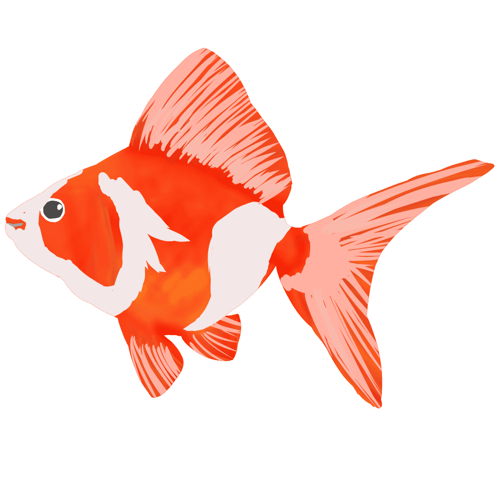 金魚 画像詳細 4位