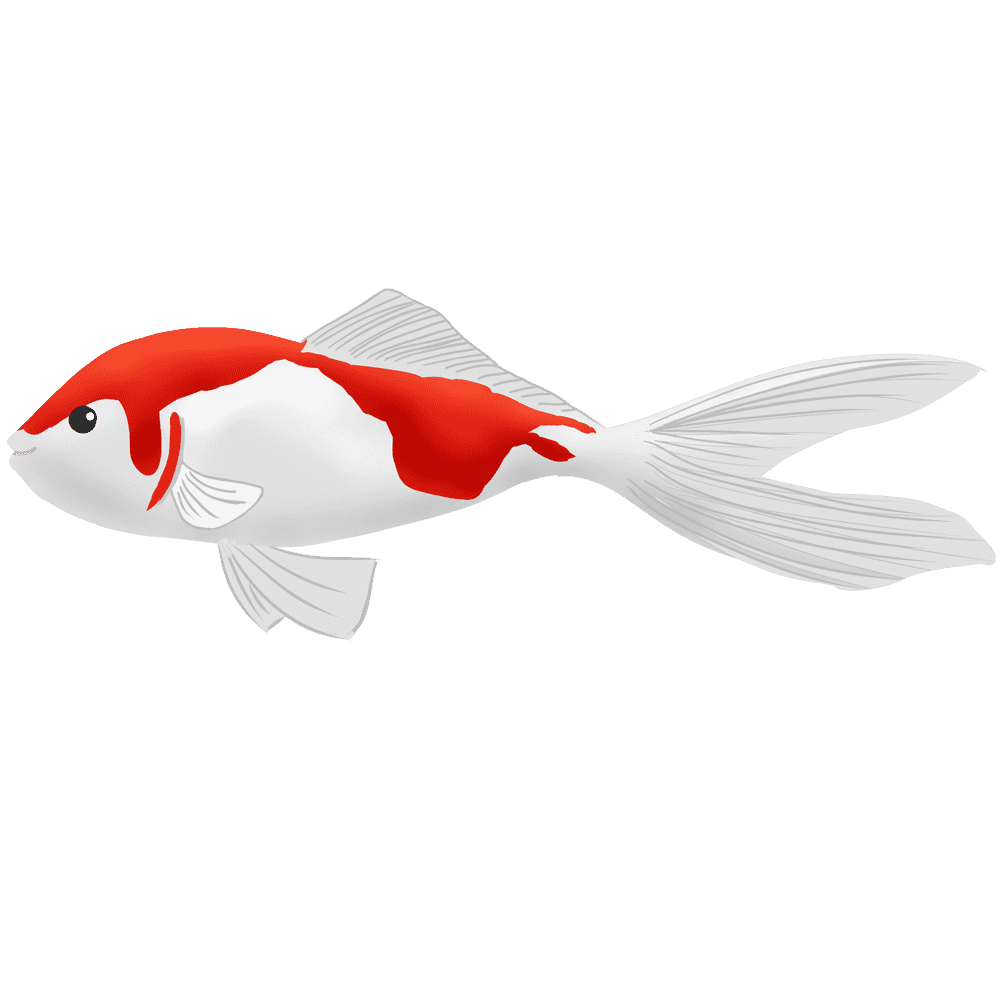 金魚 画像詳細 6位