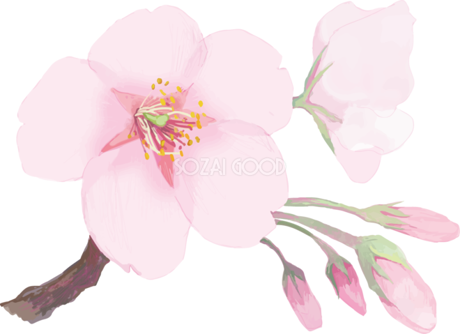 開花 イラスト詳細 8位