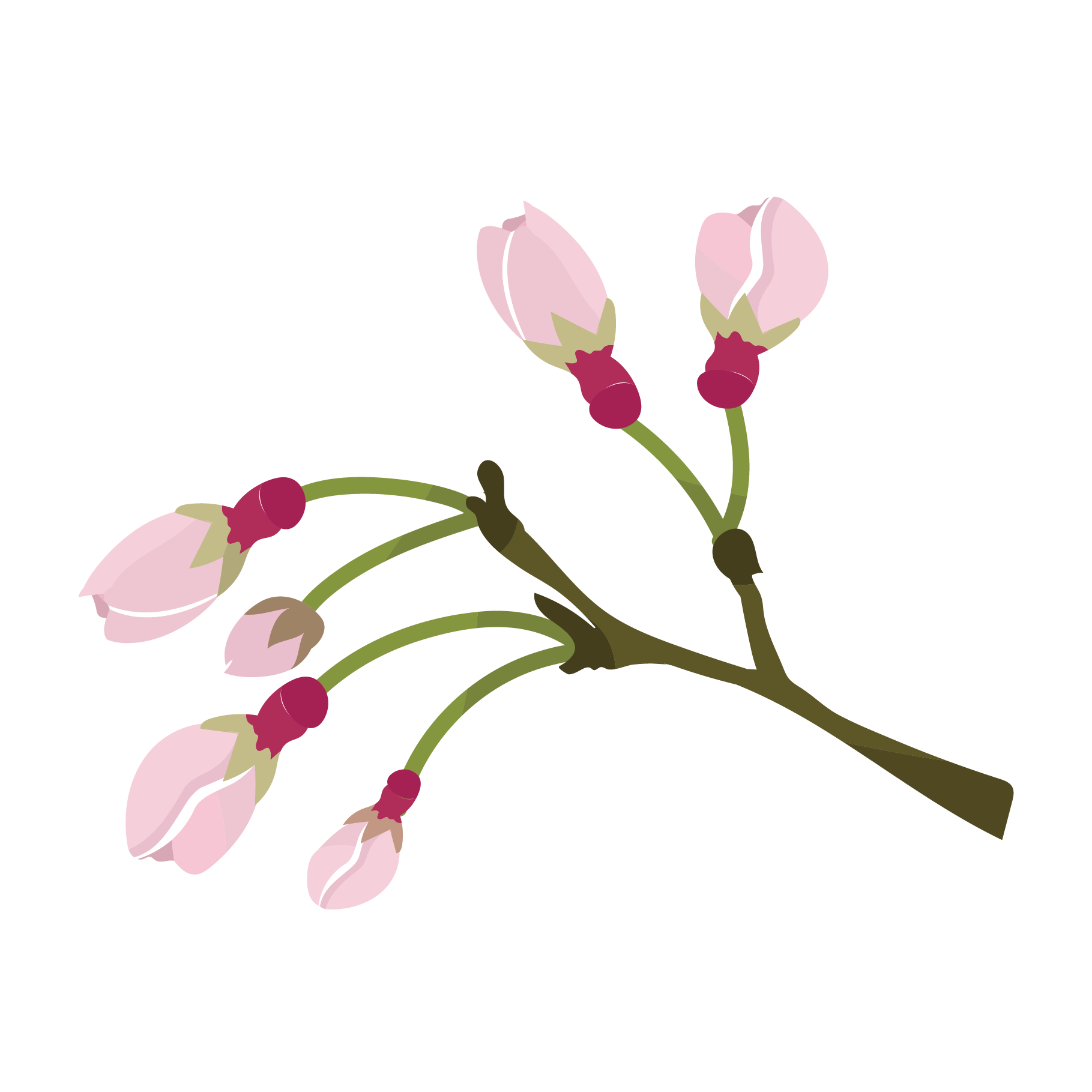 開花 イラスト詳細 5位