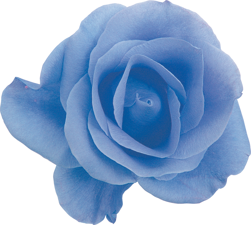 青 薔薇 壁紙詳細 4位