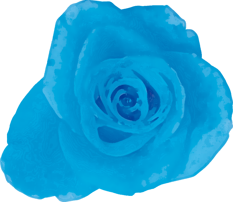 青 薔薇 壁紙詳細 5位