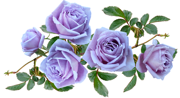 青 薔薇 壁紙詳細 7位