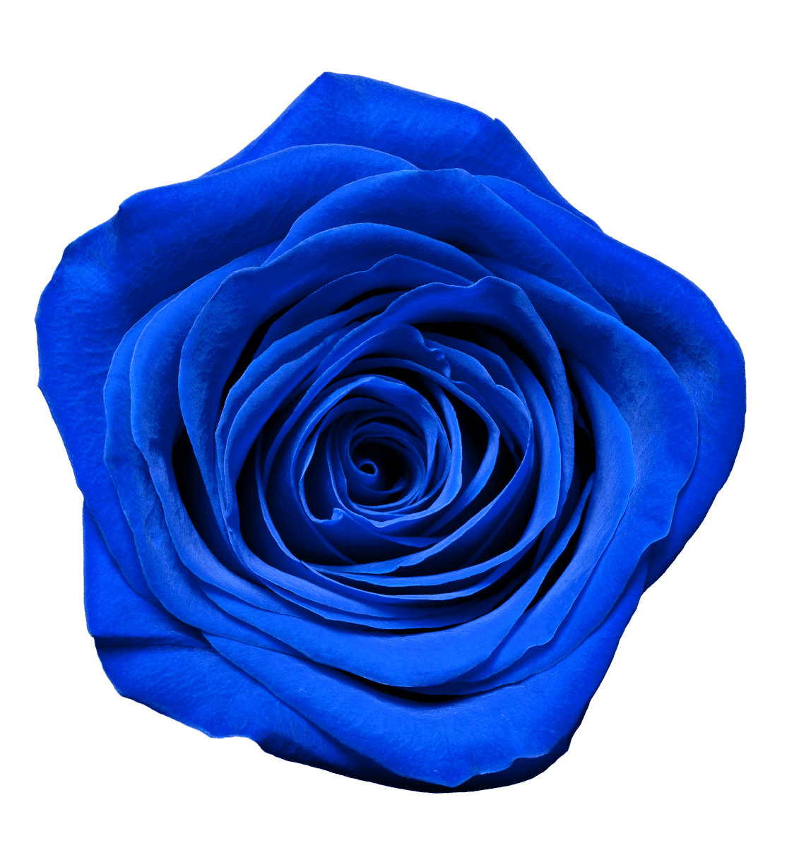 青 薔薇 壁紙詳細 8位