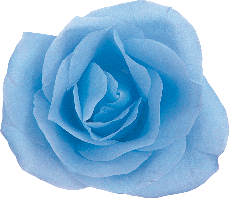 青い 薔薇 画像 - KibrisPDR