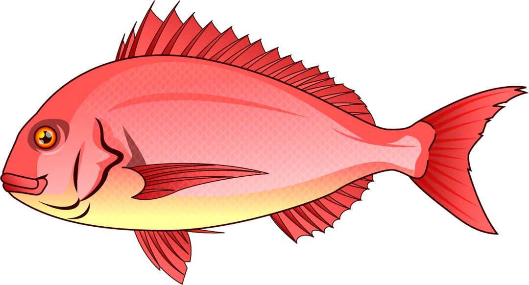 魚 イラスト リアル 簡単 - KibrisPDR