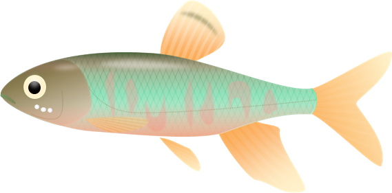 魚 イラスト リアル 簡単詳細 3位
