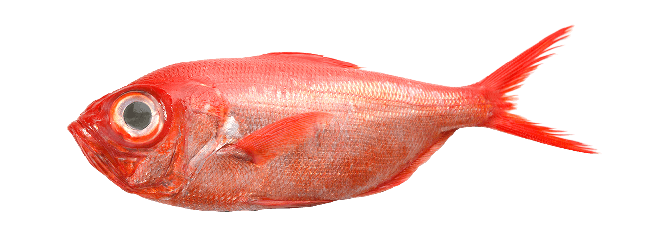 魚 画像 - KibrisPDR
