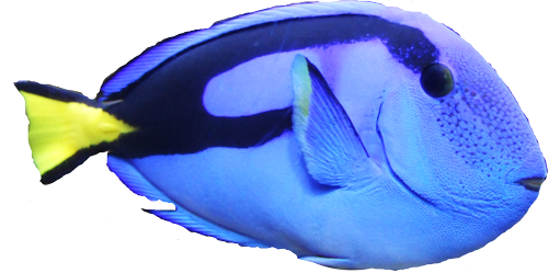 魚 画像詳細 2位