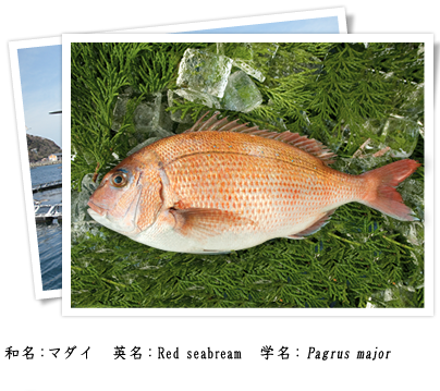 魚 画像詳細 10位