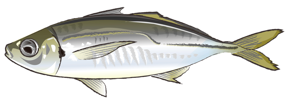 魚 画像詳細 11位