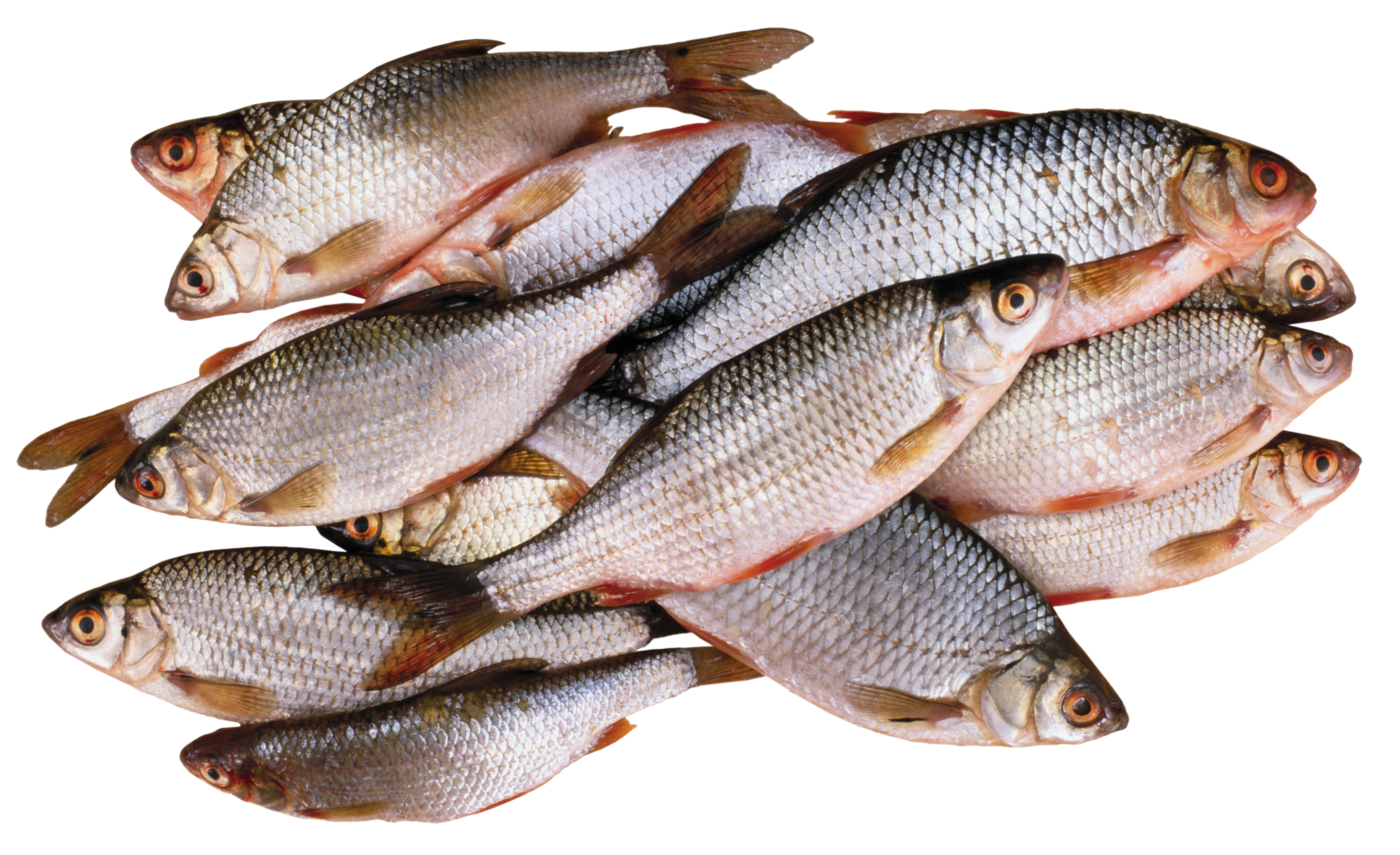 魚 画像詳細 12位