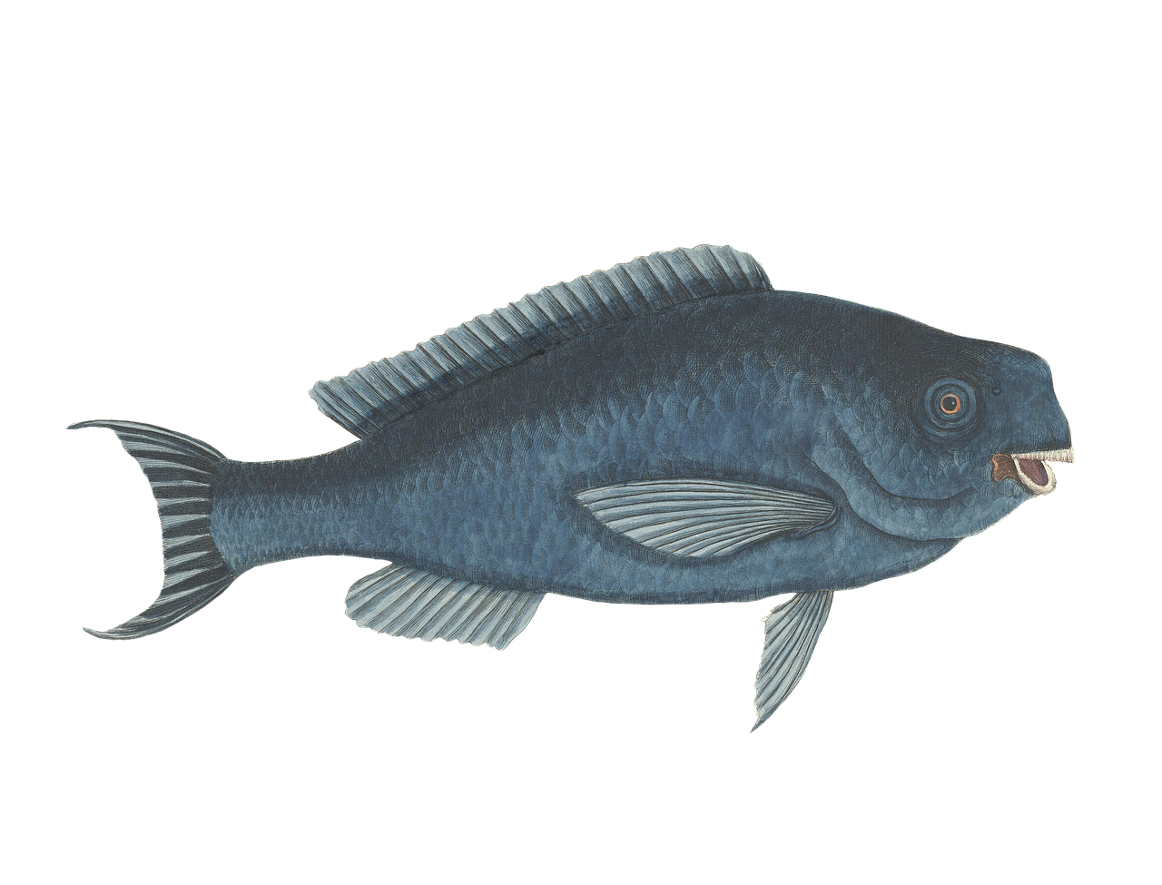 魚 画像詳細 14位
