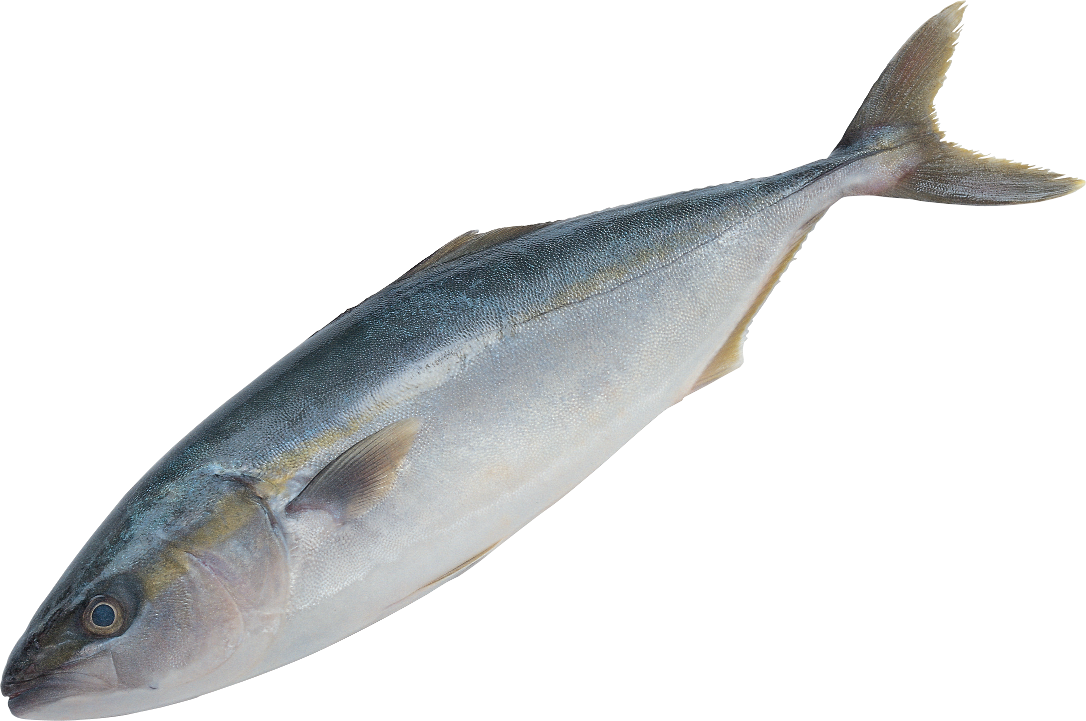 魚 画像詳細 4位