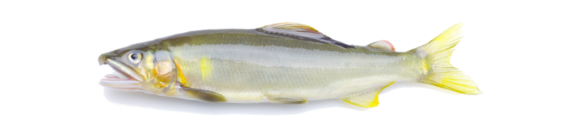 魚 画像詳細 5位