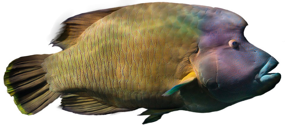 魚 画像詳細 6位