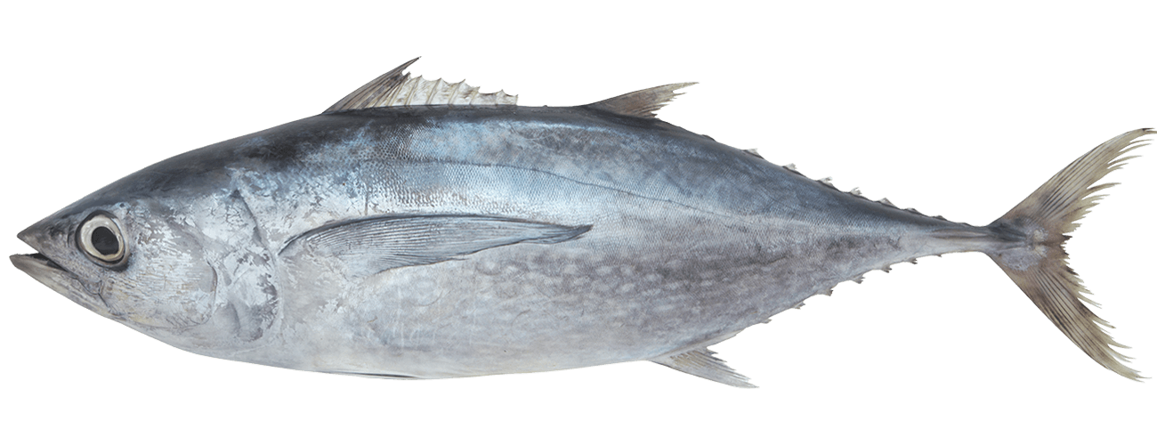魚 画像詳細 7位
