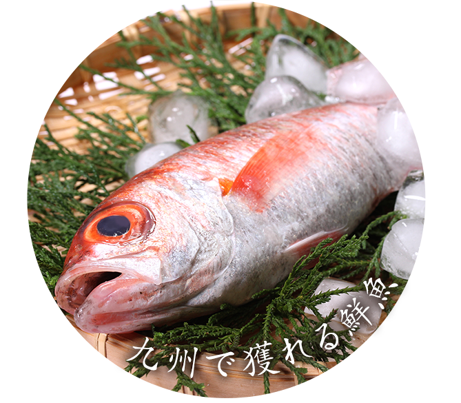 魚 画像詳細 9位