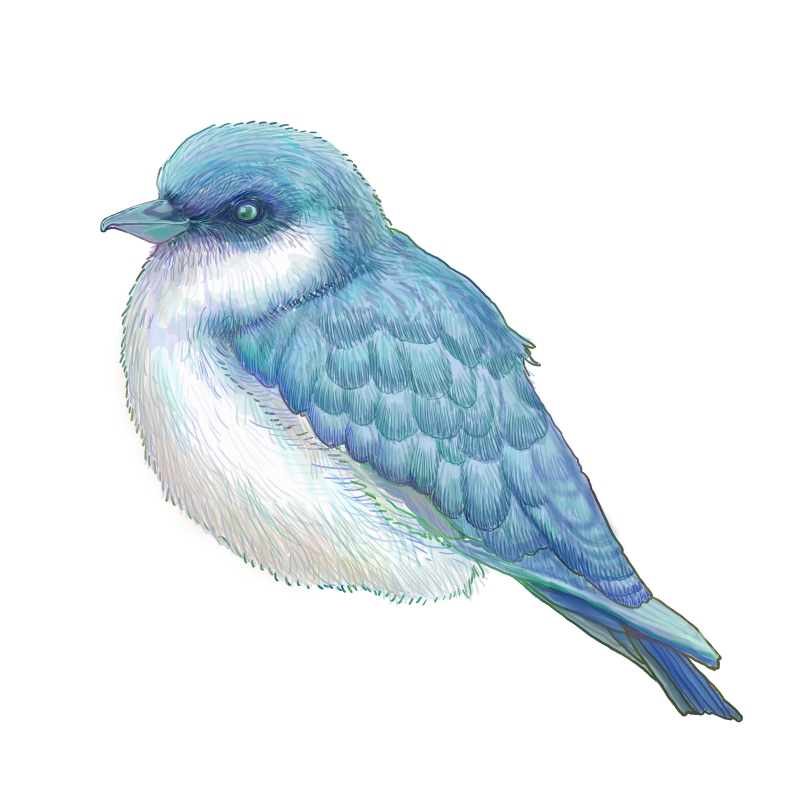 鳥 の 絵詳細 5位