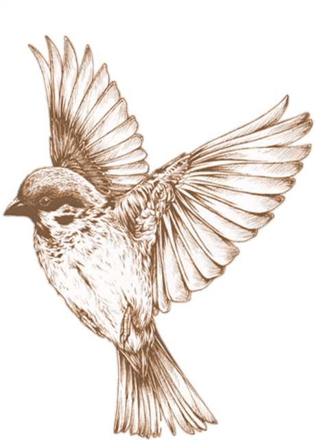 鳥 リアル イラスト詳細 11位