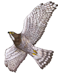 鳥 リアル イラスト詳細 2位