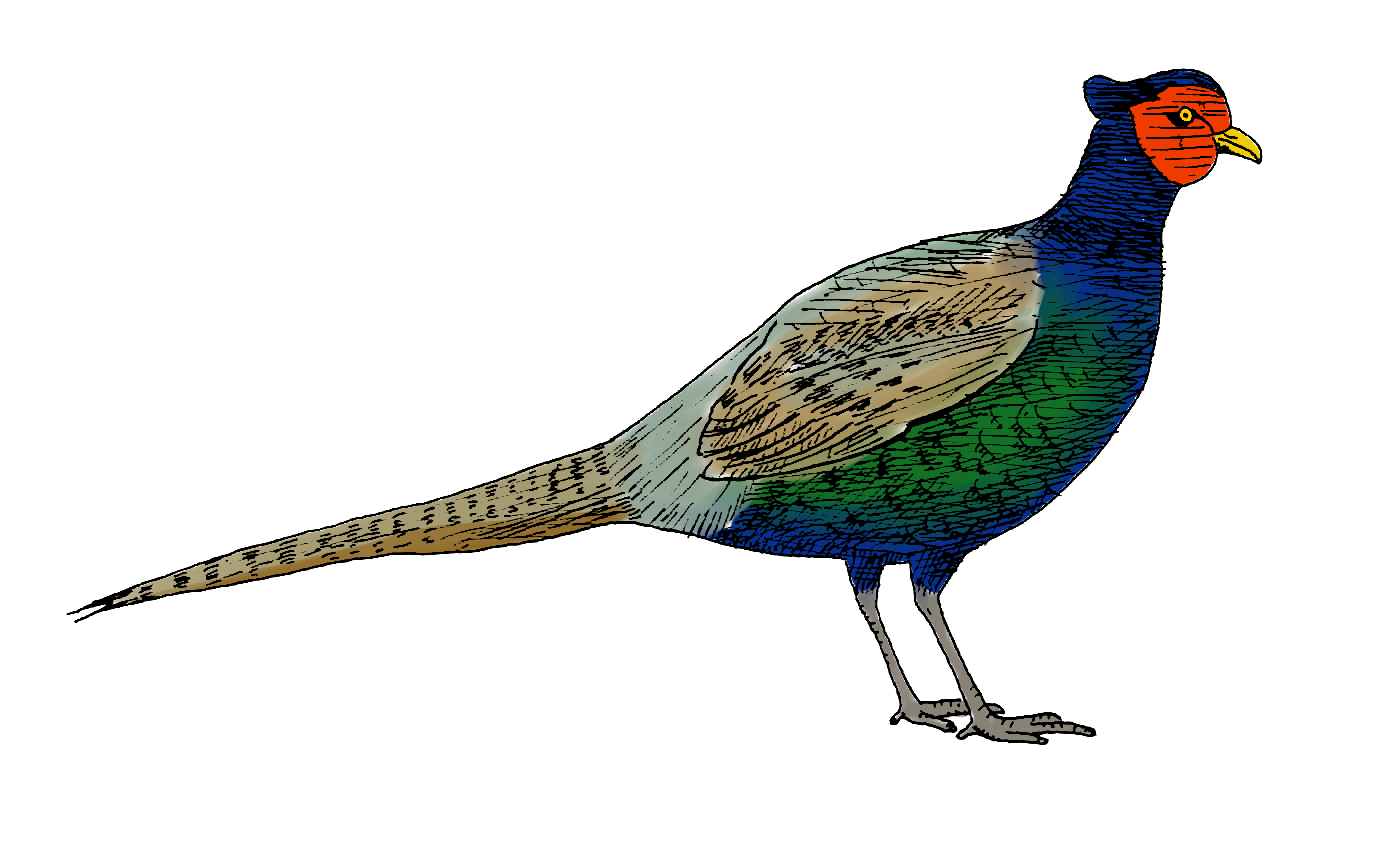 鳥 リアル イラスト詳細 3位