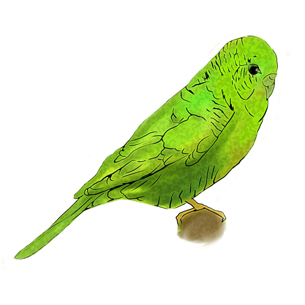 鳥 リアル イラスト詳細 4位