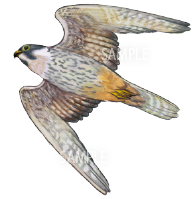 鳥 リアル イラスト詳細 6位