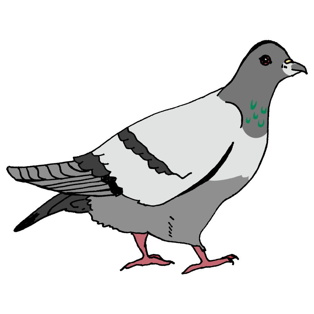 鳩 イラスト フリー - KibrisPDR