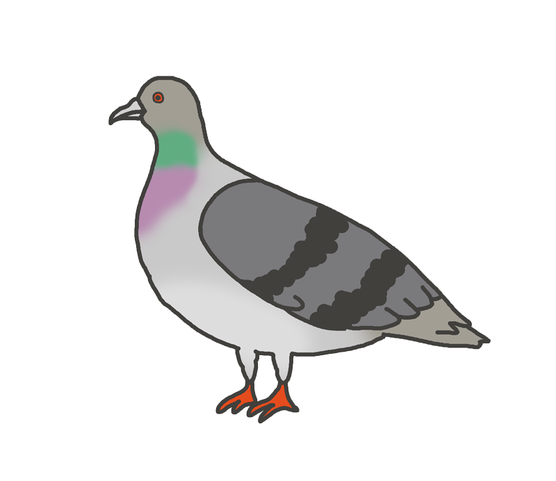 鳩 イラスト フリー詳細 6位