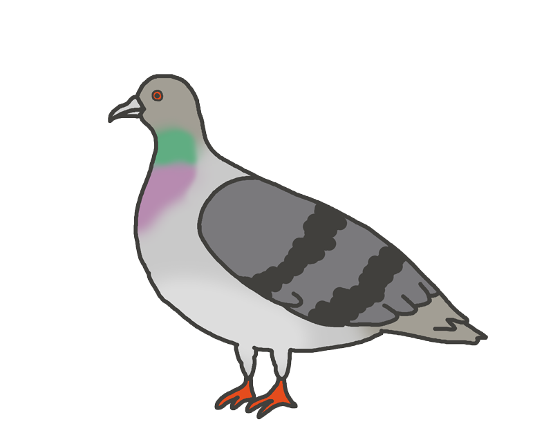 鳩 簡単 イラスト詳細 2位