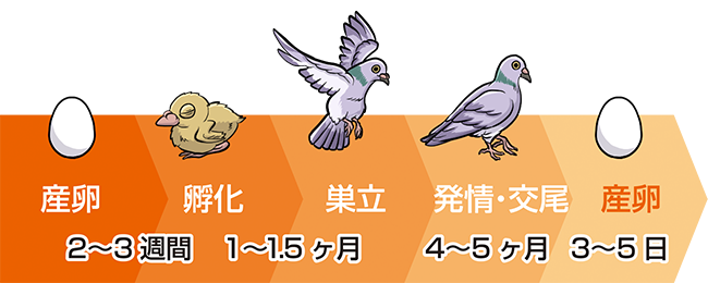 鶏 成長 過程 - KibrisPDR