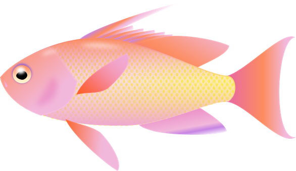 黄色い 熱帯魚詳細 11位