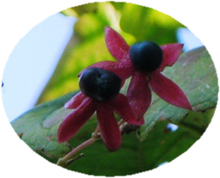 黒い 花詳細 3位