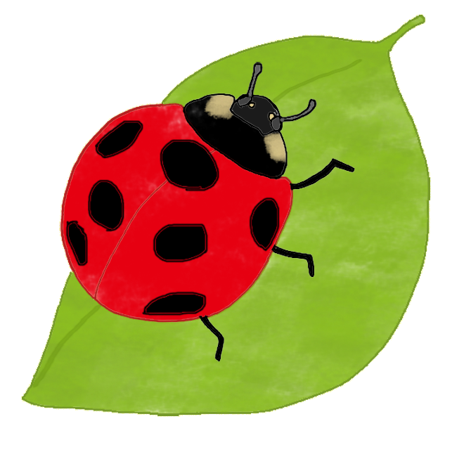 てんとう 虫 画像詳細 14位
