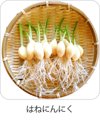 にんにく 透明詳細 8位