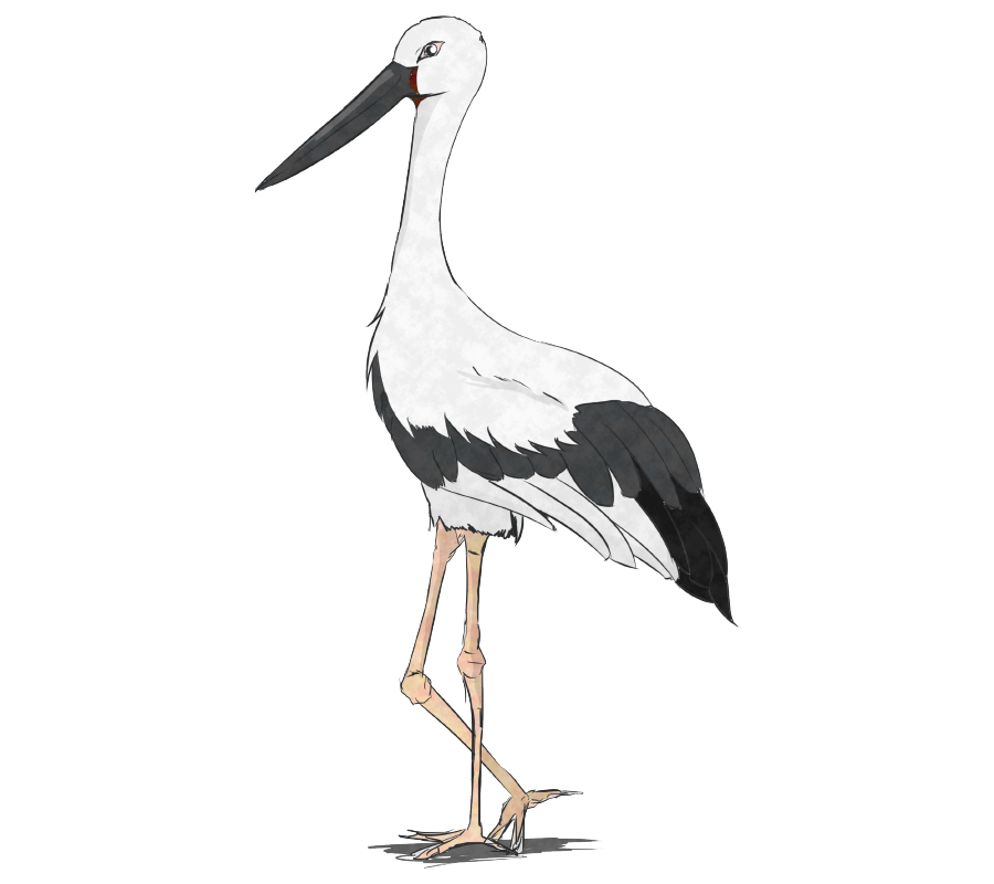 イラスト コウノトリ詳細 4位