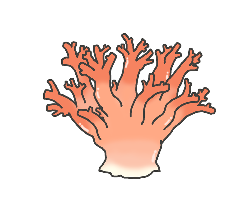 イラスト サンゴ詳細 12位