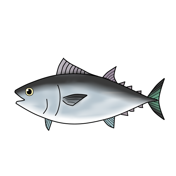 イラスト マグロ詳細 5位