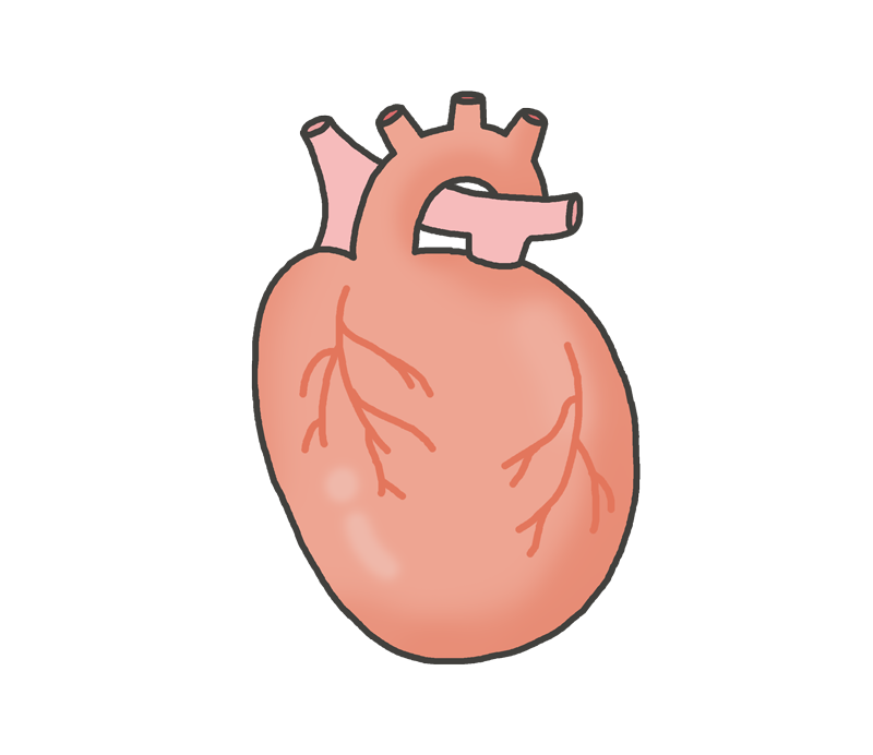 イラスト 心臓詳細 10位