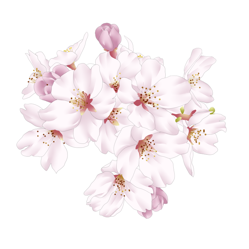 イラスト 桜の 花 - KibrisPDR