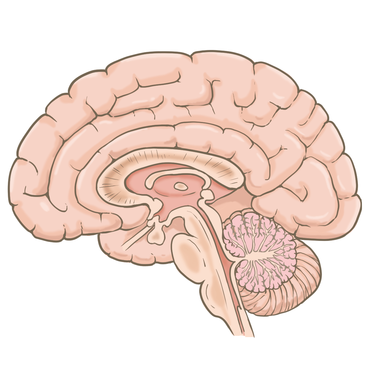 イラスト 脳詳細 2位