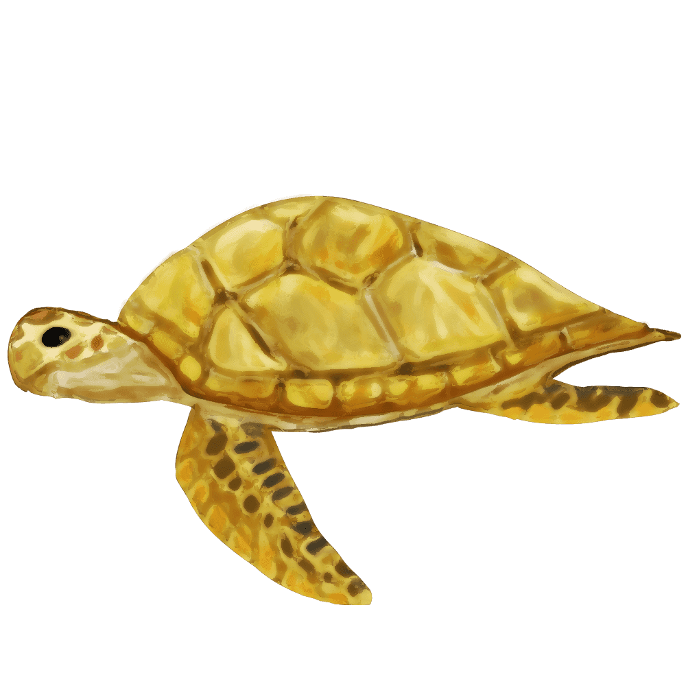 ウミガメ の 絵詳細 3位
