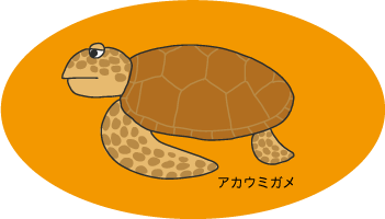 ウミガメ ポスター詳細 12位